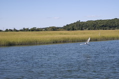 Long Island Wetlands Tour