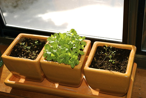 "Window herb garden"